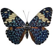 Red cracker butterfly